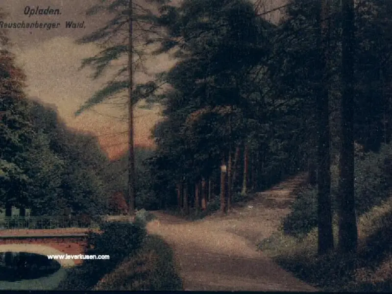 Reuschenberger Wald