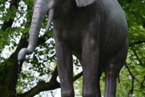 Ein besonderer Elefant