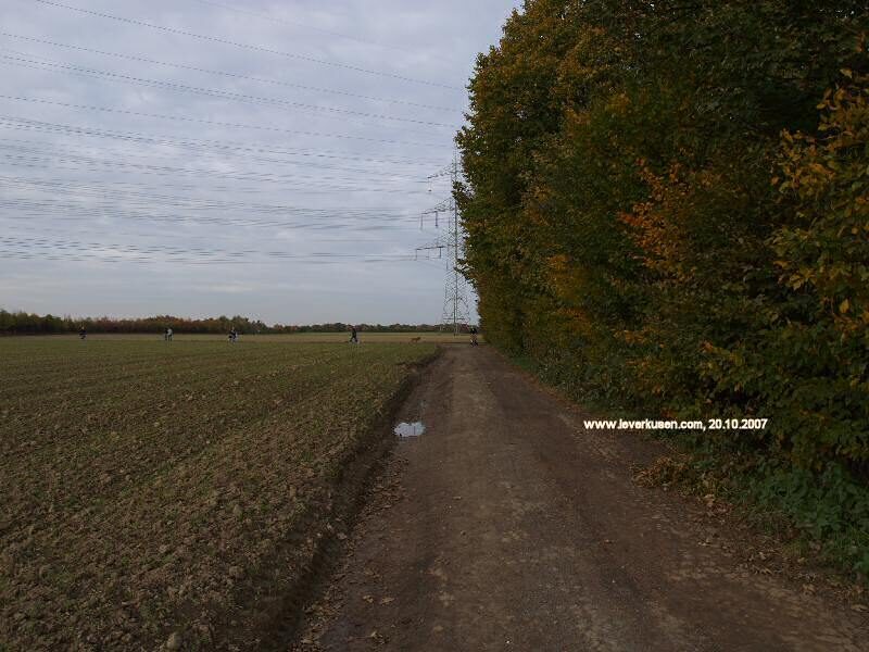 In den Belsen