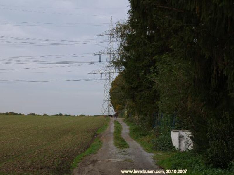 In den Belsen