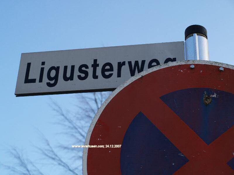 Ligusterweg