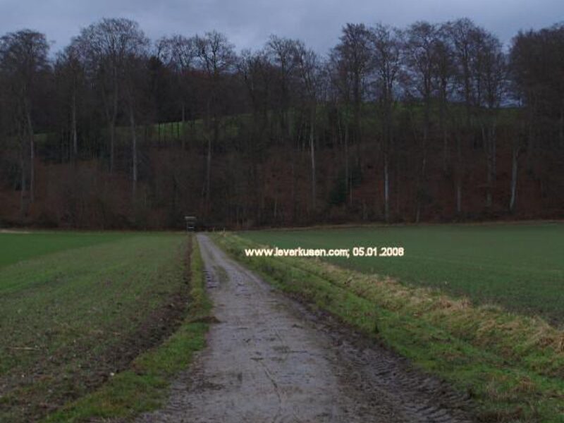 Im Mittelbusch
