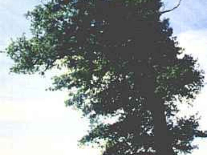 Krummer Weg
