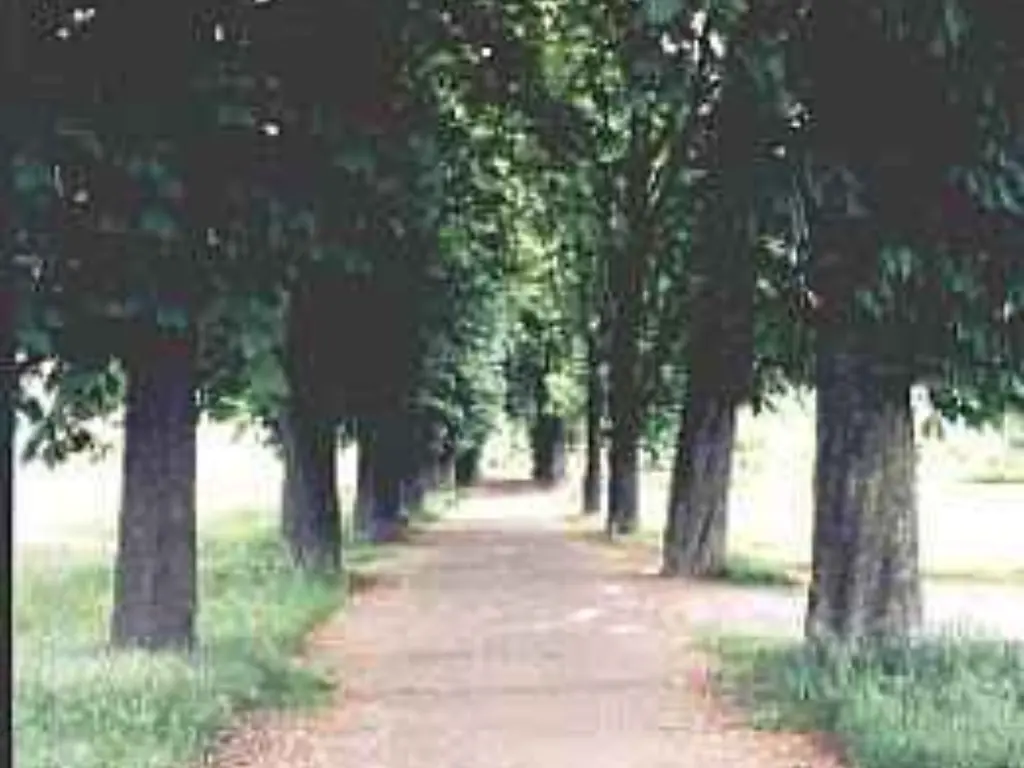 Allee